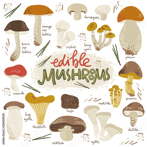 Edible musrooms. Doodle collection with signatures. Simple graphic style.