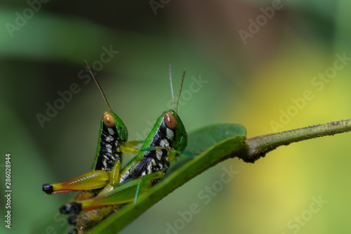 Tow grasshoppers © prajit48