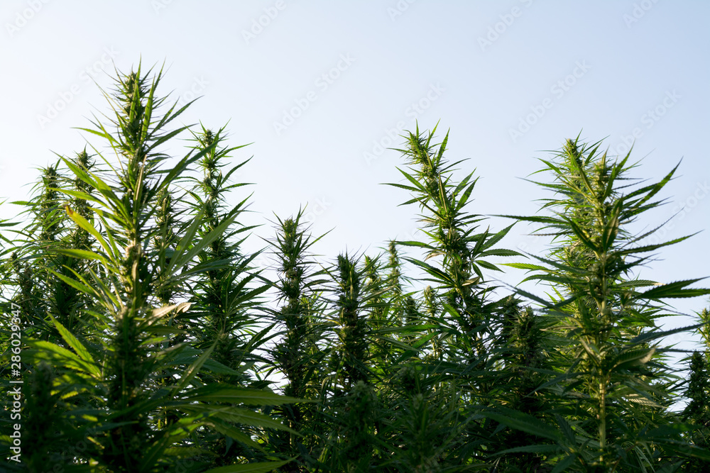 marijuana canabis on field ganja farm sativa leaf weed medical hemp hash plantation cannabis legal or illegal drug marijuana canabis on field ganja farm sativa leaf weed medical hemp hash plantation cannabis legal or illegal drug