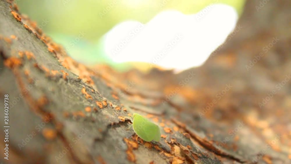 leaf bug crawls up a tree