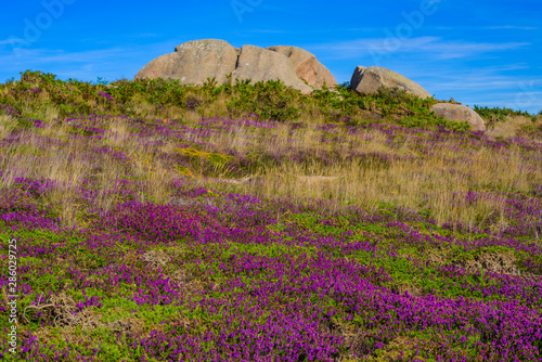 Granite pink boulders near Plumanach on the background of blooming heather. The coast of pink granite is a unique place in Brittany. France