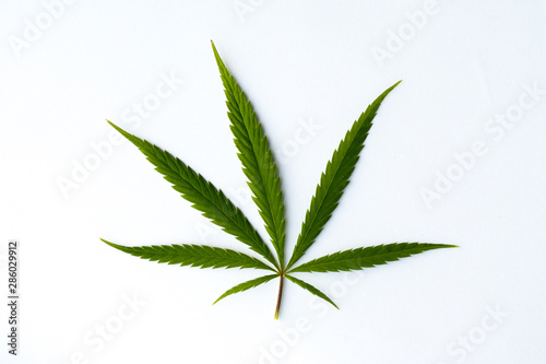 marijuana canabis leaf on field ganja farm sativa leaf weed medical hemp hash plantation cannabis legal or illegal drug leaves