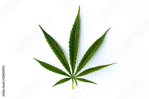 marijuana canabis leaf on field ganja farm sativa leaf weed medical hemp hash plantation cannabis legal or illegal drug leaves photo