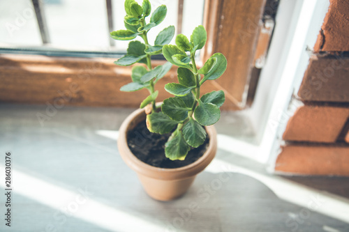  flower in pot on the window