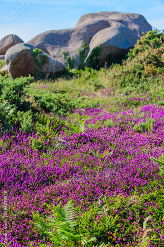 Granite pink boulders near Plumanach on the background of blooming heather. The coast of pink granite is a unique place in Brittany. France