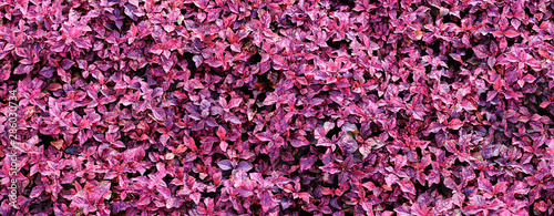 Fototapeta Naklejka Na Ścianę i Meble -  Panorama tropical pink leaf in landscaping area at the garden for background