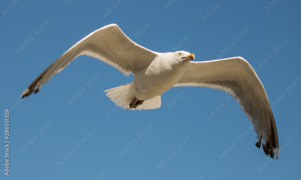 Sea bird sailing over the ocean spreading wide wings Sea bird sailing over the ocean spreading wide wings