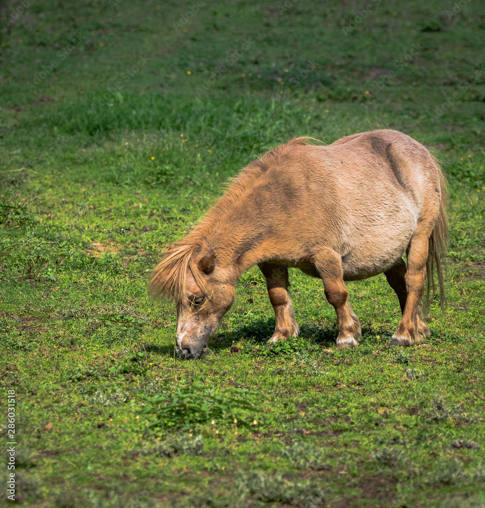 Fototapeta premium Mały kucyk na polanie, pony