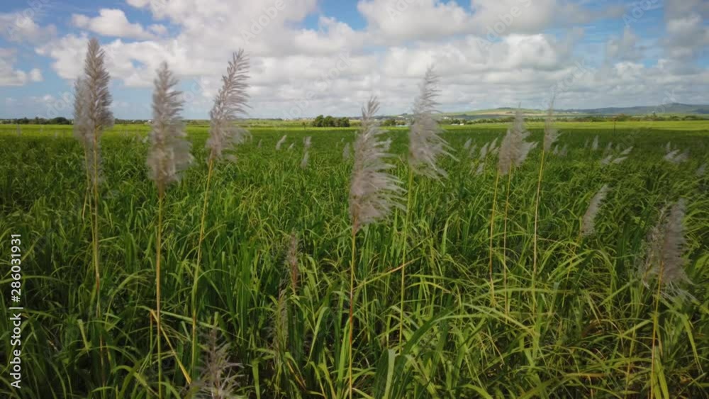 A close up shot of sugar cane plants moving in the wind, with a background of amazing blue sky plenty of cotton clouds. A close up shot of sugar cane plants moving in the wind, with a background of amazing blue sky plenty of cotton clouds.