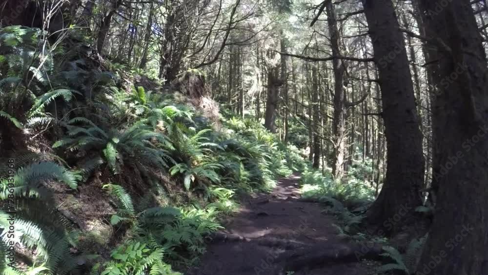 Walking on a trail in the middle of the forest Walking on a trail in the middle of the forest