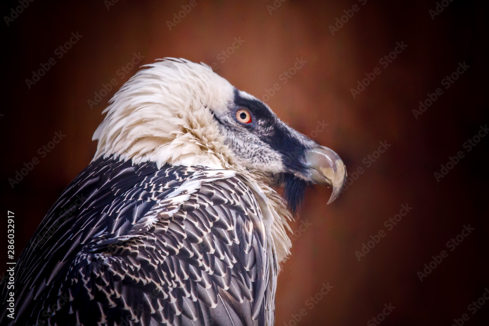 Fototapeta premium portrait of an eagle