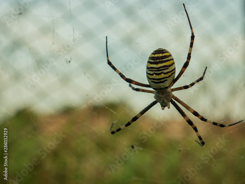 Wasp spider Argiope bruennichi. orb-web Insect with yellow stripes, web pattern. green grass background, macro view, horizontal soft focus. Large striped yellow and black spider on its web macro © galitsin