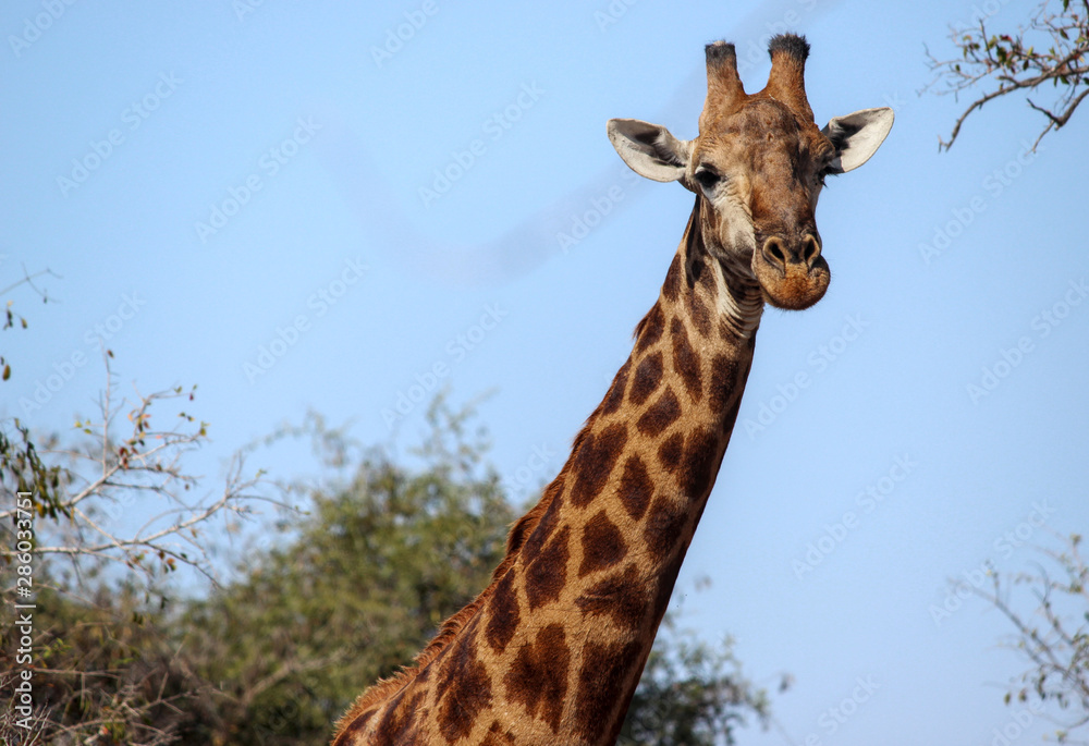 Giraffe photographed near Crocodile bridge in the Kruger National Park (South Africa).