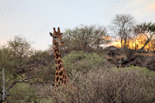 Giraffe photographed in Erindi Game Lodge (Namibia). photo