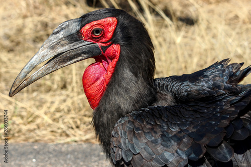 Ground Hornbill photographed near Skukuza in the Kruger National Park (South Africa).