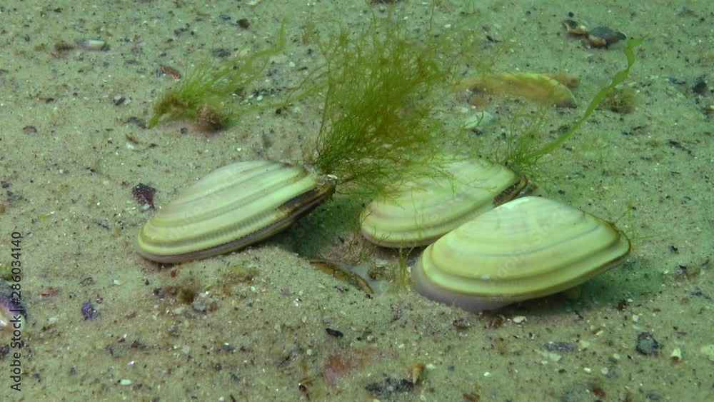 Mollusk Quickly Burrows In The Sand Black Sea Donax Trunculus The Mollusk Quickly Burrows In The Sand Black Sea Donax Trunculus The