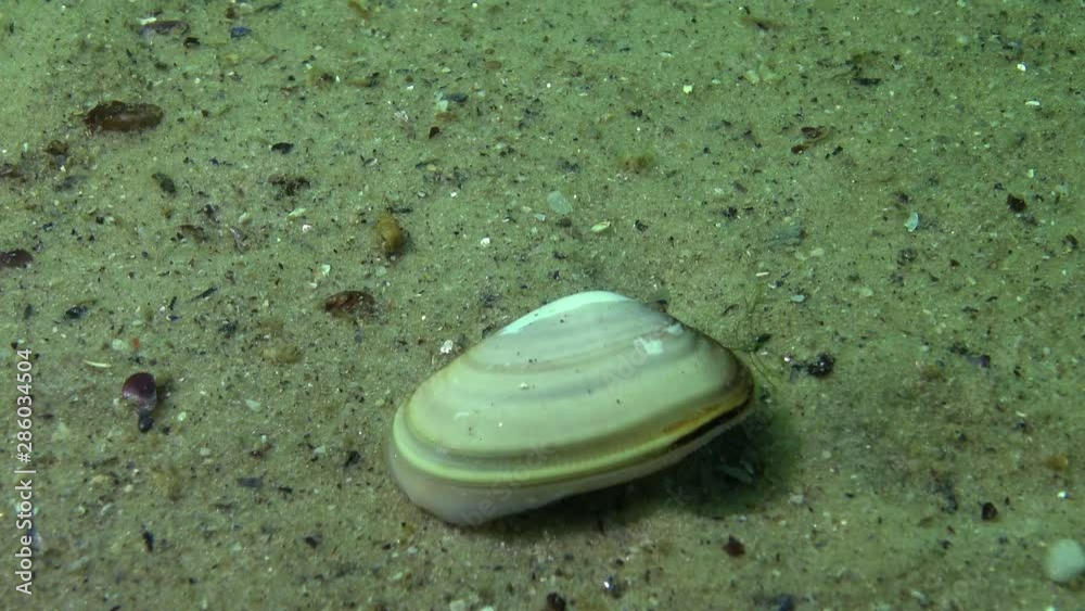 Mollusk quickly burrows in the sand, Black Sea, (Donax trunculus), the