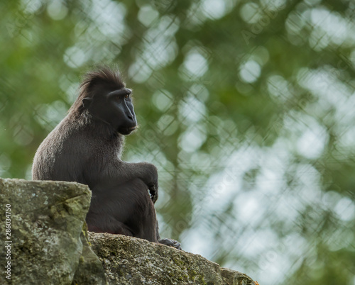 Makak czarny, makak murzyn, Macaca maura photo