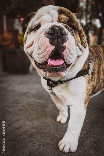 Retrato de un hermoso perro bulldog inglés, una simpática mascota © Diana