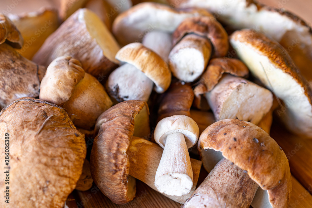 harvest porcini mushrooms of different sizes and shapes harvest porcini mushrooms of different sizes and shapes