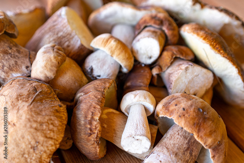 harvest porcini mushrooms of different sizes and shapes