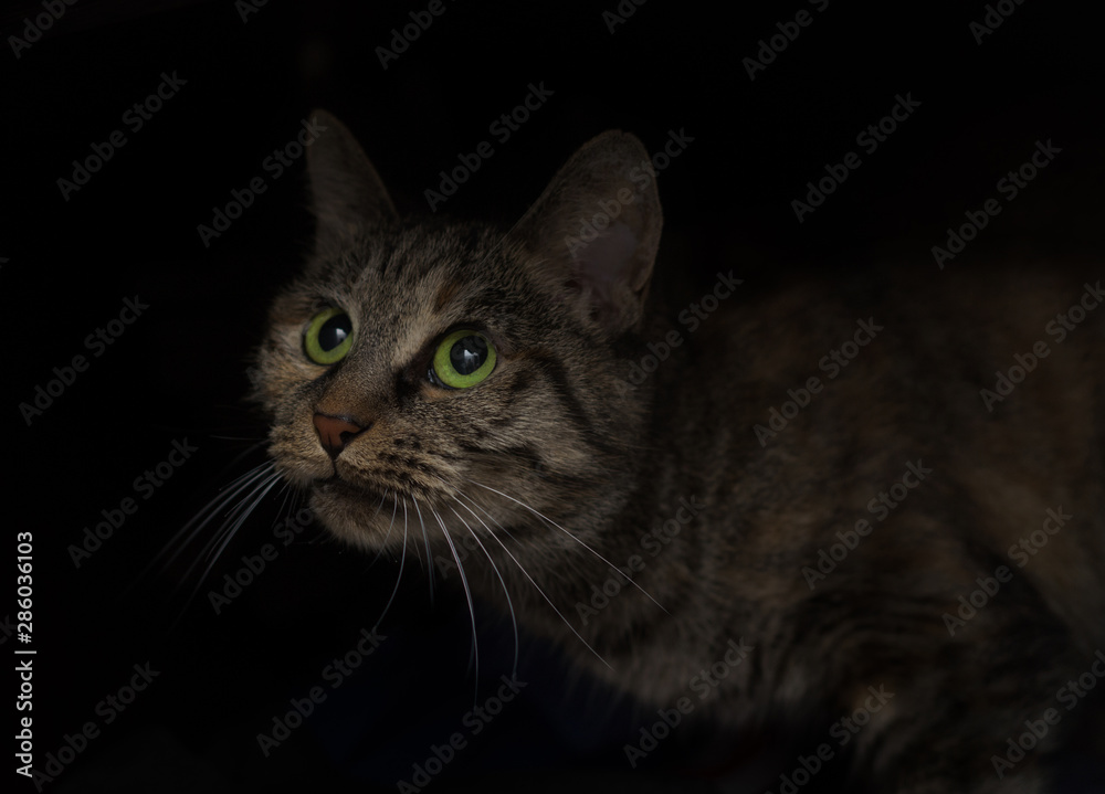 cat with big green eyes on a dark background