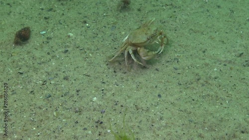 Female crab (Macropipus holsatus) with caviar quickly runs along the sand, Black Sea photo