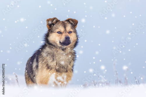 Young dog in field during snowfall. Animals in winter_ © Volodymyr