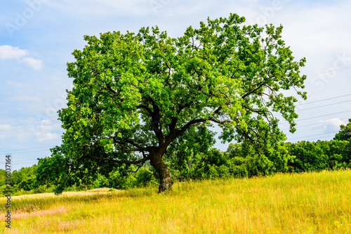 Lonely oak tree at a meadow on summer