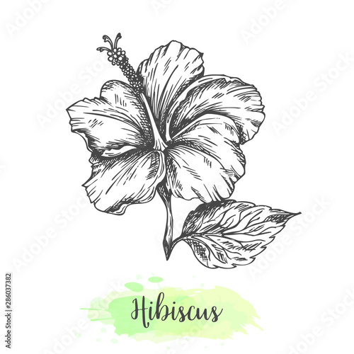 Hand drawn hibiscus flowers. Floral background isolated on white. Vector illustration in vintage style Sketch of tropical flower Outline design for bissap herbal tea Karkade drink