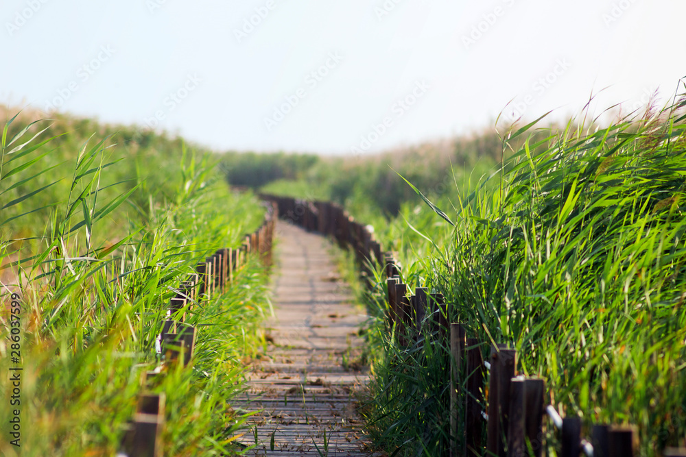 Obraz premium The reeds with bridge in bird sanctuary Turkey.