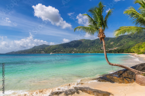 Coconut palm tree on tropical beach in Paradise Beau Vallon beach on Seychelles  Mahe island. 