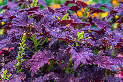 Dark purple leaves of Coleus  Black Dragon  as a natural background for design.