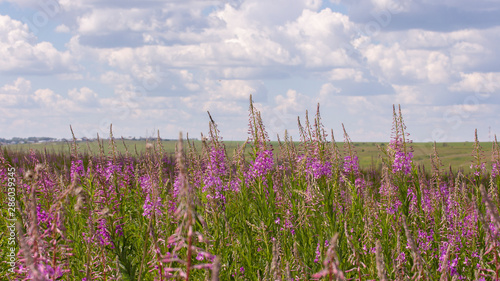 blossom meadow Willow-herb in nature field horizon sky photo