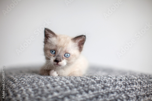Kitten on a knitted blanket