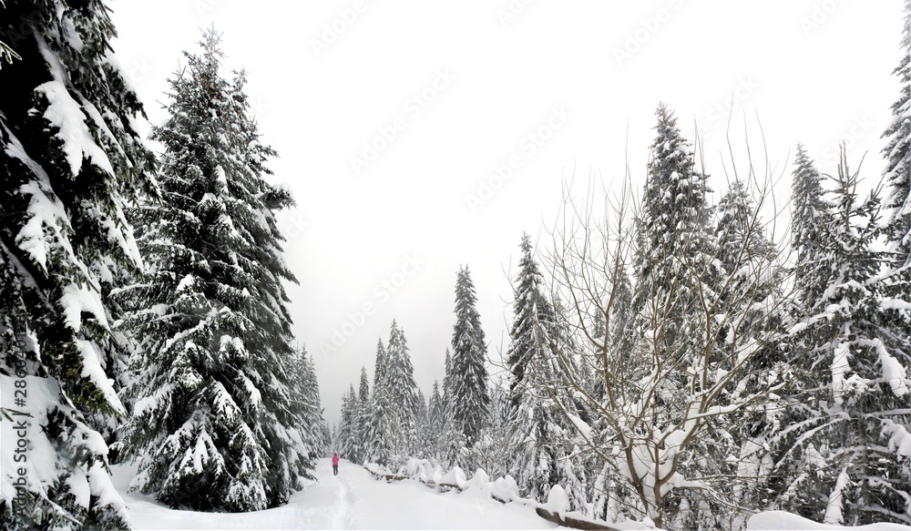 Fototapeta premium walking on a path through the forest in winter