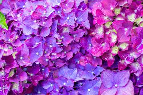 Ornamental plant Hydrangea macrophylla bright lilac purple flowers