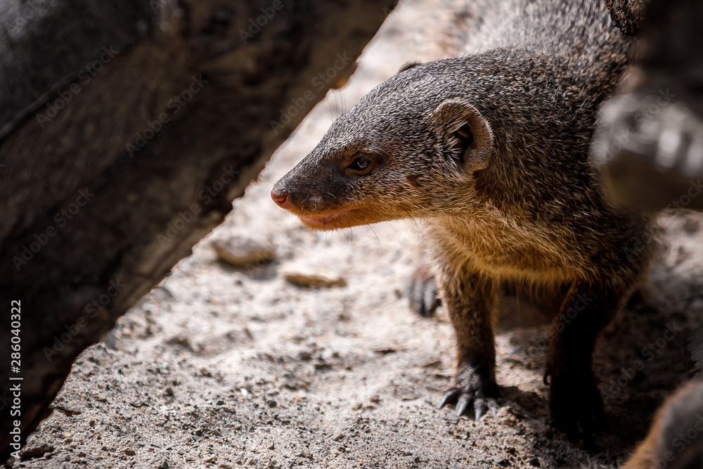 mongoose mongoose
