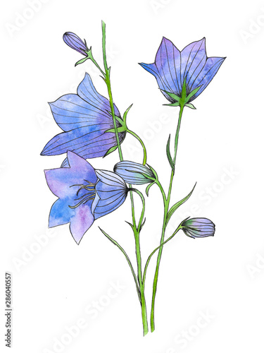 Fototapeta Naklejka Na Ścianę i Meble -  Watercolor branch with flowers of Cam­panula or bluebell