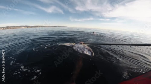 head mount footage of NOAA attempting to distentangle a Humpback Whale from fishing gear photo