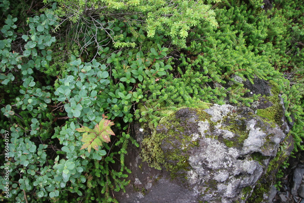 Obraz premium 北横岳の高山植物