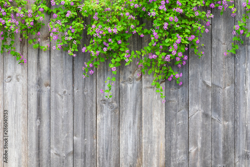 Brown grey wooden fence with beautiful green leaves plant and pink violet flowers border with empty copy space. Texture background of the old wood planks with climbing plant.