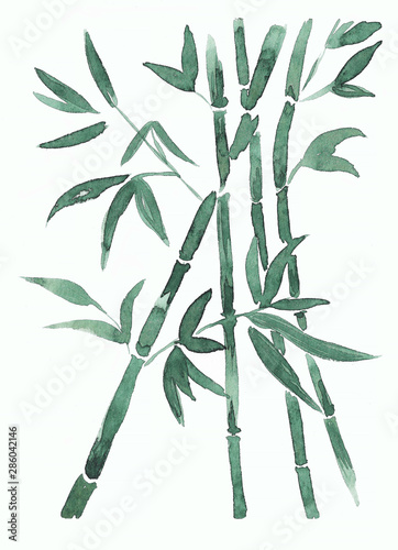 Fototapeta Naklejka Na Ścianę i Meble -  Bamboo in Japanese style. Floral illustrations, green ink and watercolor. Botanical pattern, flowers and leaves. Hand drawing for print, poster, background