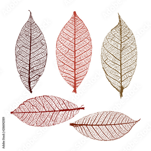 Skeleton leaves set for your design