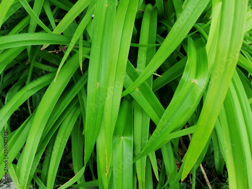 shot of texture big green leaves of garden plant