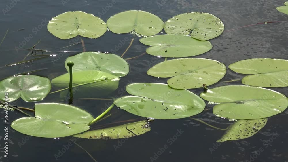 Nuphar lutea, the yellow water-lily, or brandy-bottle. Water plant in the Southern Bug River, Ukraine Nuphar lutea, the yellow water-lily, or brandy-bottle. Water plant in the Southern Bug River, Ukraine