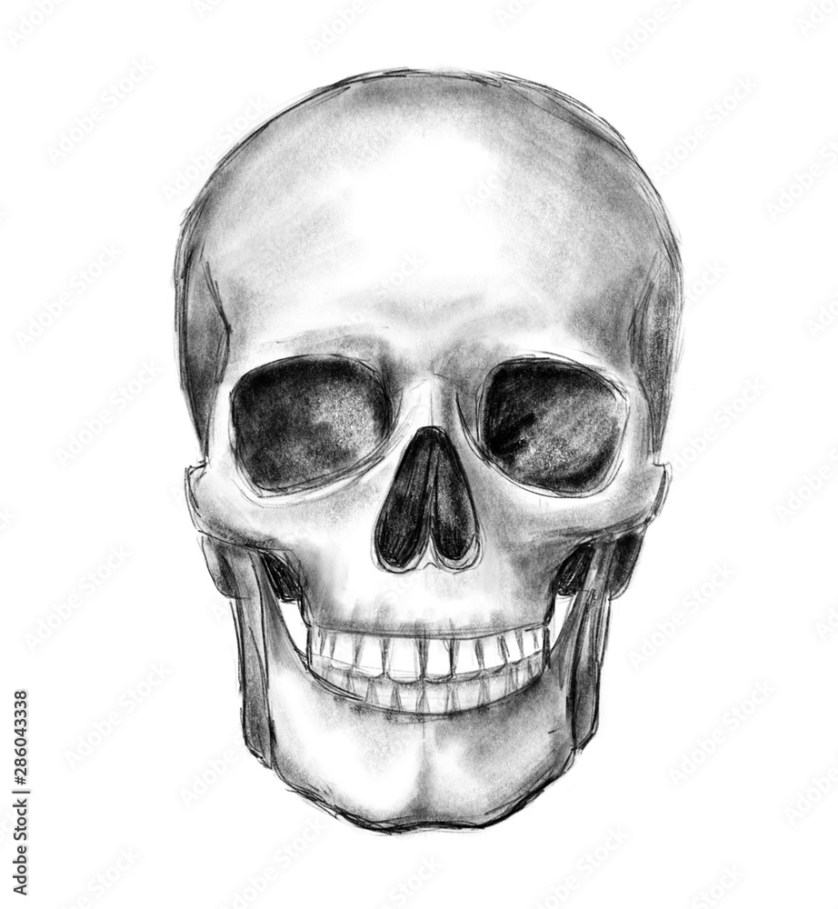 Obraz premium Hand drawn skull, monochrome illustration isolated on white background.