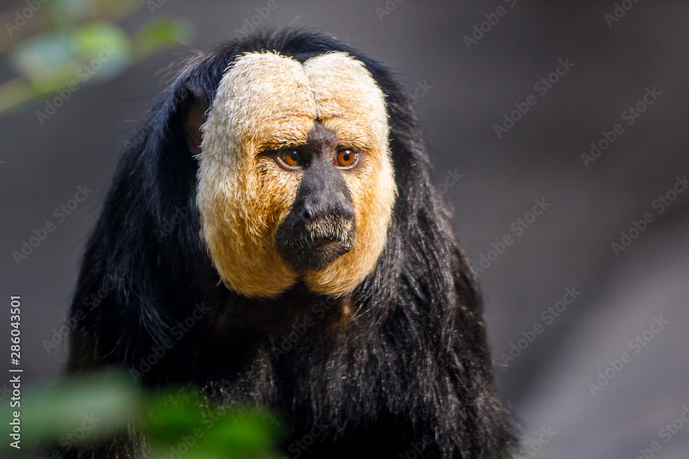 monkey monkey