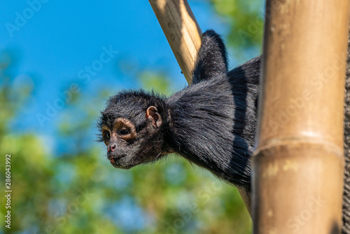 The black-headed spider monkey, Ateles fusciceps is a species of spider monkey photo