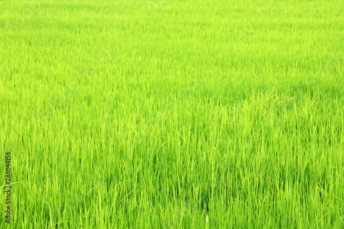 Obraz na plátně field of green paddy rice in plantation